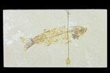Bargain Fossil Fish (Mioplosus) - Uncommon Species - Green River #138726-1